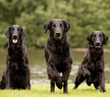 hundkennel köpa hund stockholm svenska kennelklubben