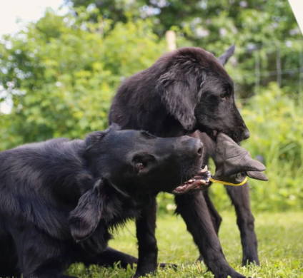 hundkennel svensk hund köpa hund stockholm sverige