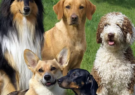 hundkennel sverige köpa hund hundraser sverige